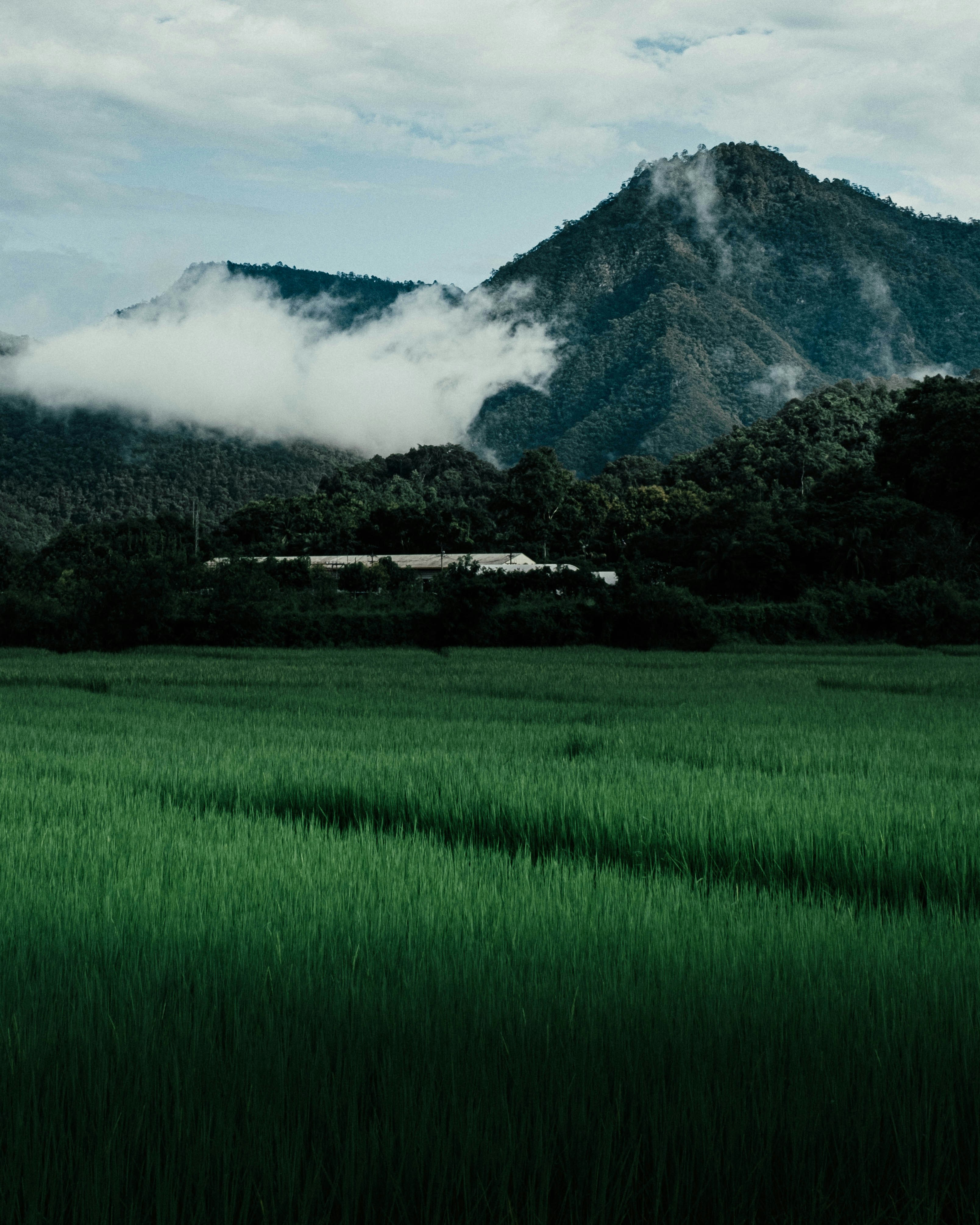 Luxury motorcycle parked in Northern Thailand jungle